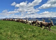 LINZONE (1392 m) da Roncola, protagonisti narcisi e capre orobiche (17magg21)